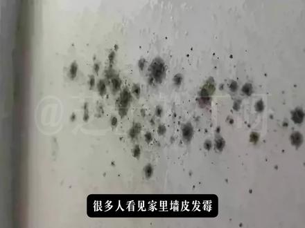 墙皮发霉怎么办?生姜烂了还能吃吗?避开除霉路上的“大坑”
#健康科普 #食品安全 #避雷 #青创计划