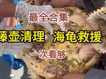 最全合集,清理藤壶海龟救援,一次看个够@#海洋生物