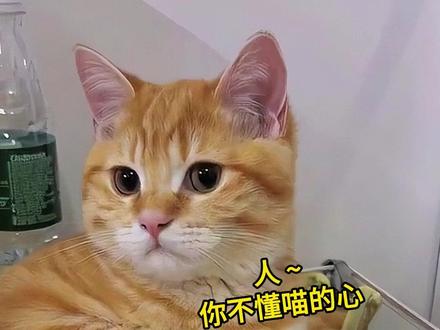 猫咪不同坐姿,也是在暗示你哦! #猫咪行为解析 #猫咪坐姿 #猫咪日常 #新手养猫 #万物可爱计划