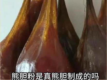 熊胆粉🍵是由真熊🐻胆做成的吗🌾 #知识 #科普 #分享知识 #熊胆粉 #熊胆粉科普