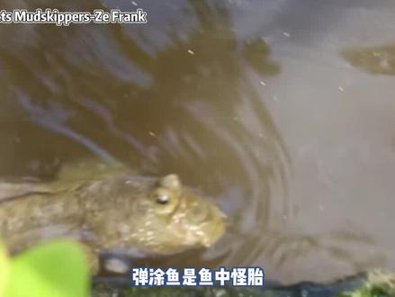 弹涂鱼会眨眼:揭示了我们的祖先如何从水中来到陆地的线索 #科普一下 #涨知识 #弹涂鱼 #进化