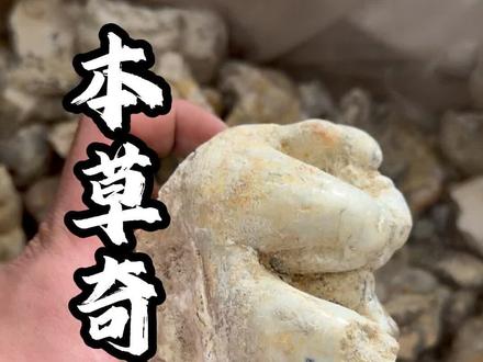 这些本草你都认识吗?#中药材 #龙骨 #牛黄