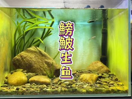 你们给看看这样给它们生小鱼行不行…#水族 #鱼缸里的大自然 #生态缸