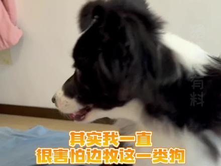 边牧:家人们谁懂啊#边牧 #狗 #万万没想到