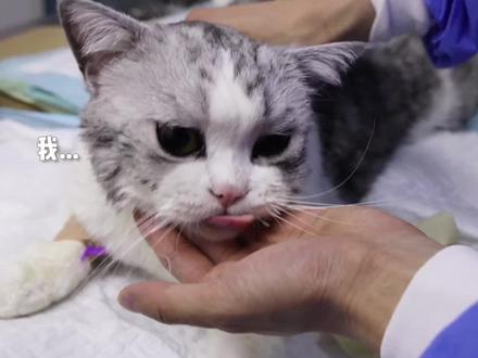猫咪洁牙被麻醉,狂吐舌头,被医生强行塞回嘴里,铲屎官心疼的笑了…… #萌宠 #喵星人 喜欢记得看完整版哟~