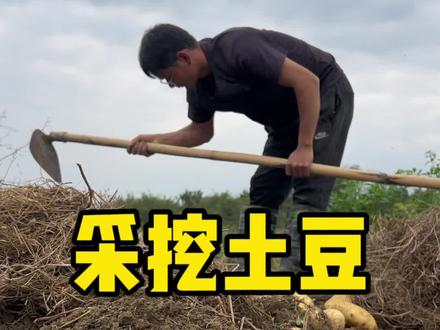 种的土豆可以采挖了 春天是播种的季节,也是收获的季节,之前种下的马铃薯收获也挺不错#马铃薯 #幸福乡村丰收季 #微光点亮乡村 #新农人计划#记录我的农村生活