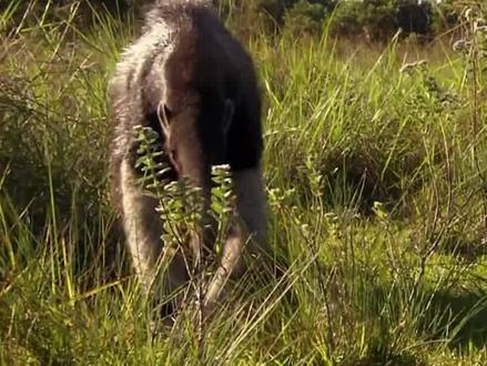 原以为食蚁兽只会吃蚂蚁,没想到它能干掉美洲虎,还曾伤人致死 #食蚁兽 #美洲虎 #战斗力