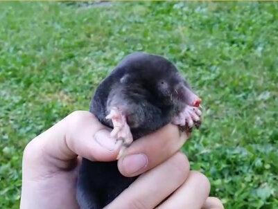 鼹鼠,可以储藏活物作为备用食物的动物 #奇妙的动物 #萌宠 #小动物 #可爱