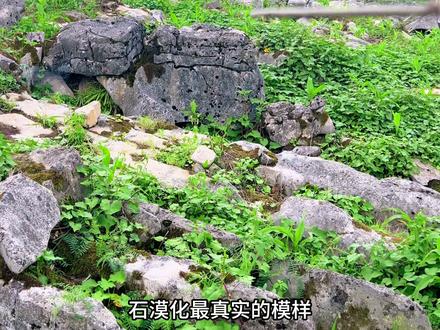 地理野外观察之:石漠化的现状、治理、思考🤔! #科普新锐扶持计划 #地理科普 #高中地理怎么学 #高中地理 #地理知识