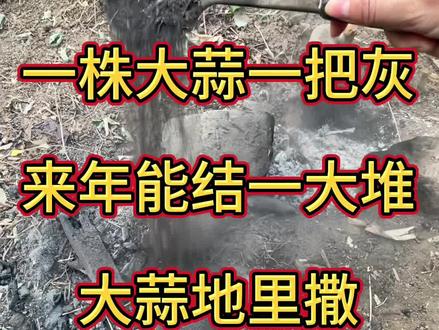 大蒜地里一把灰,来年能结一大堆,大蒜地里用草木灰的神奇效果#大蒜种植 #病虫害防治 #分享农业知识帮农民增产增收 #草木灰的作用 #大蒜干尖黄叶 @抖音小助手