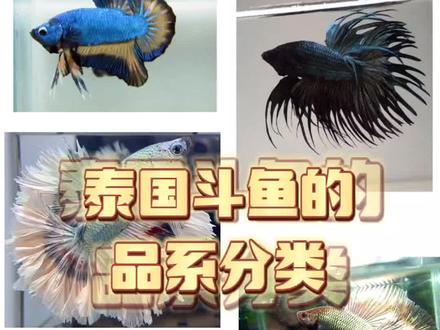 #水族 #泰国斗鱼 #宠物 #养鱼日记 #萌宠泰国斗鱼花色种类繁多,需要单独开个合集。。。