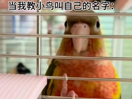鹦鹉行为解读2⃣️小鸟为什么要模仿人类说话? 依旧是和@大鹏bb酷酷 老师共同创作的一期~本期视频略吵,据不完全统计有超过50声peekaboo和无数次花叫片段…#养鹦鹉日记 #鸟鸟教 #小玄凤的日常 #鹦鹉说话 #新手养鸟指南