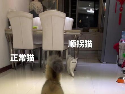 无语了,怎么办啊哈哈哈哈,养了大半年,发现猫顺拐哈哈哈哈哈 #银渐层 #顺拐 #猫咪的迷惑行为 #萌宠