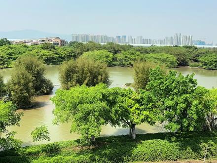 新会小鸟天堂国家湿地公园