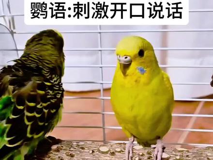 教说话时,干万记得要单独进行,这
样能提高它学说话的几率。
#把音量调大,播放这个音频给家里的
鸟宝听,能刺激它开口说话。#鹦鹉 #虎皮鹦鹉#鹦鹉学舌 #鹦鹉鹦鹉萌萌哒逗鹦鹉