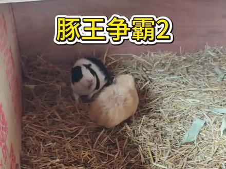 豚王争霸2#豚鼠 #荷兰猪 #荷兰猪打架