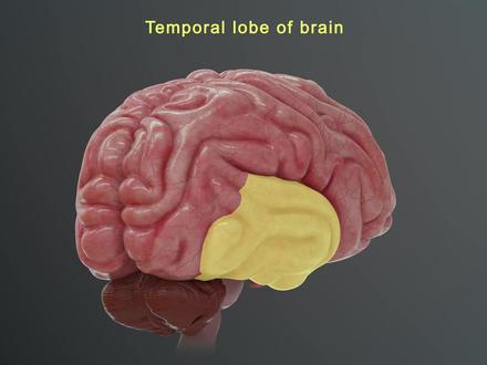 为什么有的人很聪明,大脑结构有什么不一样吗?