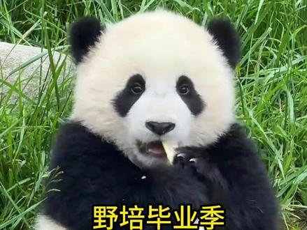 大熊猫也迎来了毕业季的,三对野配考核母子,只有田家通过了考核!傲然也失败了,用网友的话说就是一个妈生不出俩种娃,都有点狐媚子!#野培 #贤贤 #大熊猫