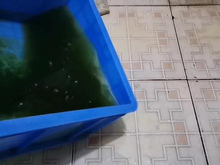 养龟:如何培养养龟的绿水?用懒人养龟法,减少换水就形成了