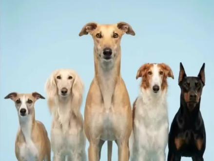 将灵缇犬与不同犬种混血会得到怎样的后代?#科普 #科普一下 #全球创作者计划 #科普知识 #科普涨知识