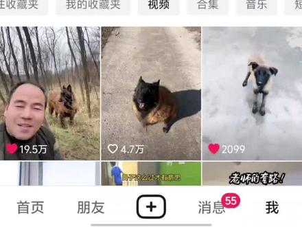 遥想公瑾当年,蜜薯是我见过最骚最胖最带派的狗#蜜薯#马犬#抽象