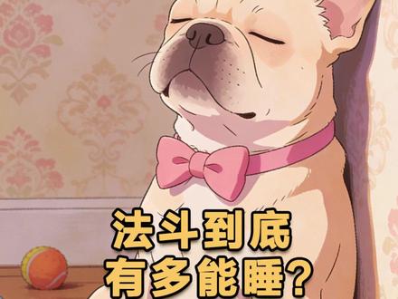 法斗是“睡神转世”吗?怎么那么能睡? #法斗犬 #狗狗睡觉 #法斗犬的日常 #萌宠出道计划 #狗狗知识课堂