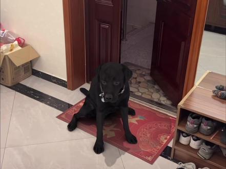 当我用特效骗妈妈家里进来只狗 #这黑色拉布拉多到底谁的 #母女日常 搞笑