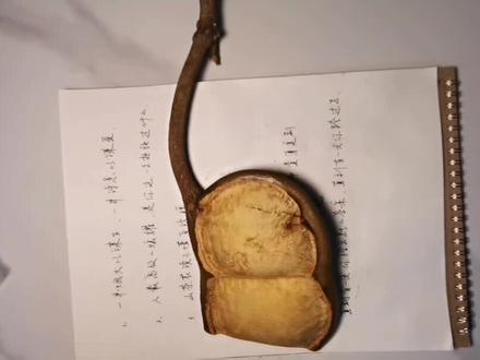 快来领养你的豆荚娃娃~#豆荚娃娃 #手工diy #礼物 #榼藤豆荚 #dou+小助手