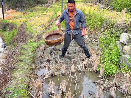 来到稻田里挖泥鳅,犁田式的挖法,你们是怎么挖泥鳅的呢? #挖泥鳅 #我的乡村生活 #新农人计划