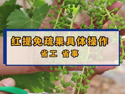 红提免梳果,让你省时省工#红提疏果 #抖音助农