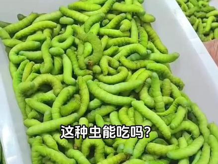 这种虫我能吃吗!#科普#虫 #青年创作者成长计划