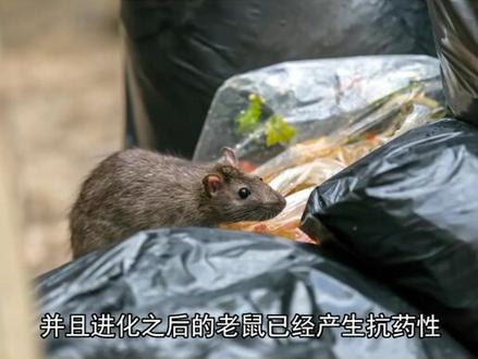 可能统治世界的危险动物#统治世界 @趣味实验室 @鱿鱼实验V @电商小助手 @冷知识研究所