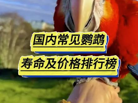 国内常见十种鹦鹉寿命及价格排行榜#手养鹦鹉 #鹦鹉 #鹦鹉小白