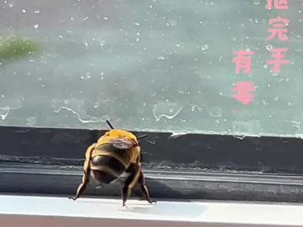 第一次见蜜蜂抠屁股#抽象#搞笑 #蜜蜂