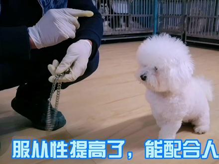 很多狗狗喜欢往角落里躲,躲的次数多了就容易出现这样的情况 #宠物狗 #比熊 @抖音小助手