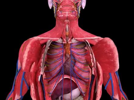 心肌是你身体里最牛的肌肉,没有之一!#知识科普 #科普 #涨知识 #科普一下