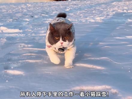 人~滂臭的小汗脚给你闻!! #猫咪第一视角#记录猫咪日常#影石GOultra#拇指相机#GOultra超清对焦镜