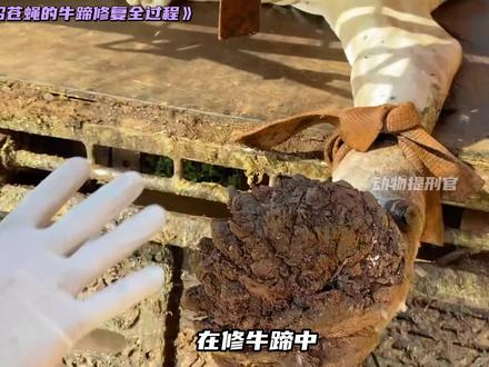 烂到招苍蝇的牛蹄,修复全过程 #修牛蹄 #解压视频