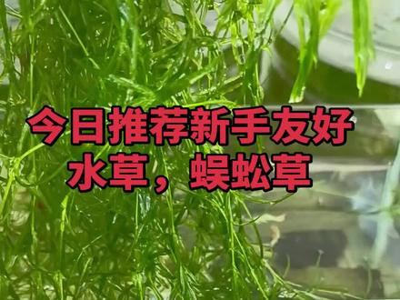 水草哪个更好#自制生态缸 #养鱼人