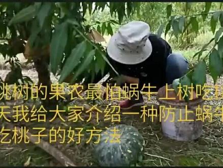 种桃树的果农最怕蜗牛上树吃桃子,今天给大家介绍一种防止蜗牛上树吃桃子的好方法。