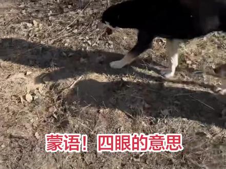 土萝布在山上。彪哥一喊就回来了。 @西北刀客-机油手 @西北刀客-公益护农