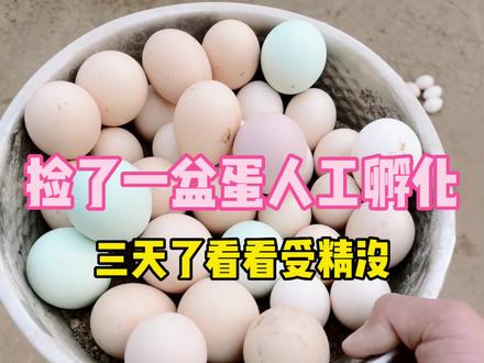 这些鸡养了一年才下这么多蛋,孵了三天看看受精情况怎么样 #杂交鸡 #七彩山鸡杂交 #伙伴计划原创