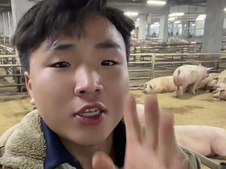 #猪价最新行情 #猪价早知道 现在肥猪边口价3百斤到4百斤8块7左右,400到5百9块1左右,标猪单价在7块6左右,想了解猪价的右上角点个加号