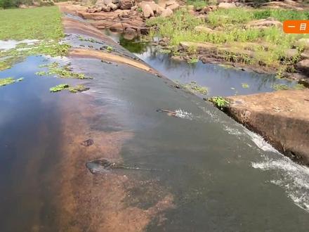 因为拦河坝的存在,枯水期上游河面长满了浮萍
