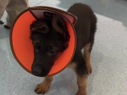 宠物吃播临时停更,原因让所有养狗人破防
#狗狗误食 #狗狗的日常生活 #创作者中心 #毛孩子平安 #萌宠