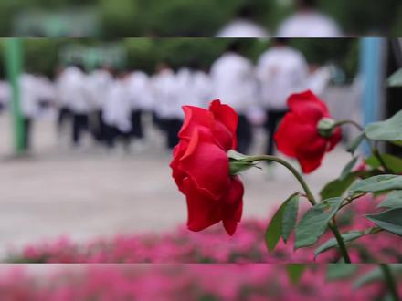 #台州市实验中学 心理健康活动周