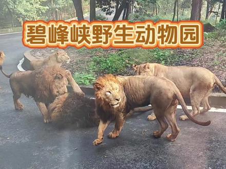 从动物身上能看到人类自己