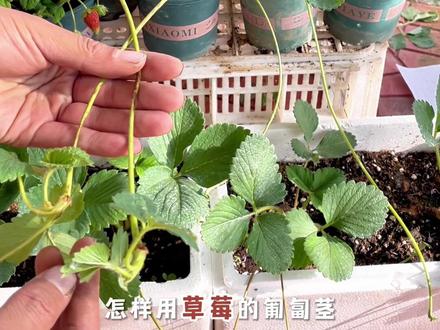#草莓种植苗 #草莓苗繁殖 #草莓繁殖 #草莓繁殖方法 草莓用匍匐茎繁殖非常简单。但是也有注意点一条视频给大家讲清楚。