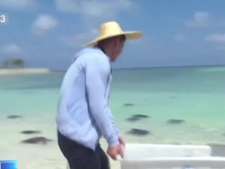 2025年西沙海龟增殖放流活动在海南省三沙市举行 261只海龟回归大海#海龟 #渔业 #野生动物