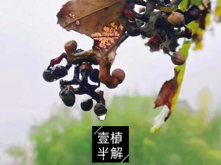 #一日一植 #硕果累累 枳椇枳又名拐枣、万寿果、万子梨。拐枣果不仅美味可口而且有较高营养价值。枳椇也是最古老的果实之一。#野生植物科普 #抖音小助手